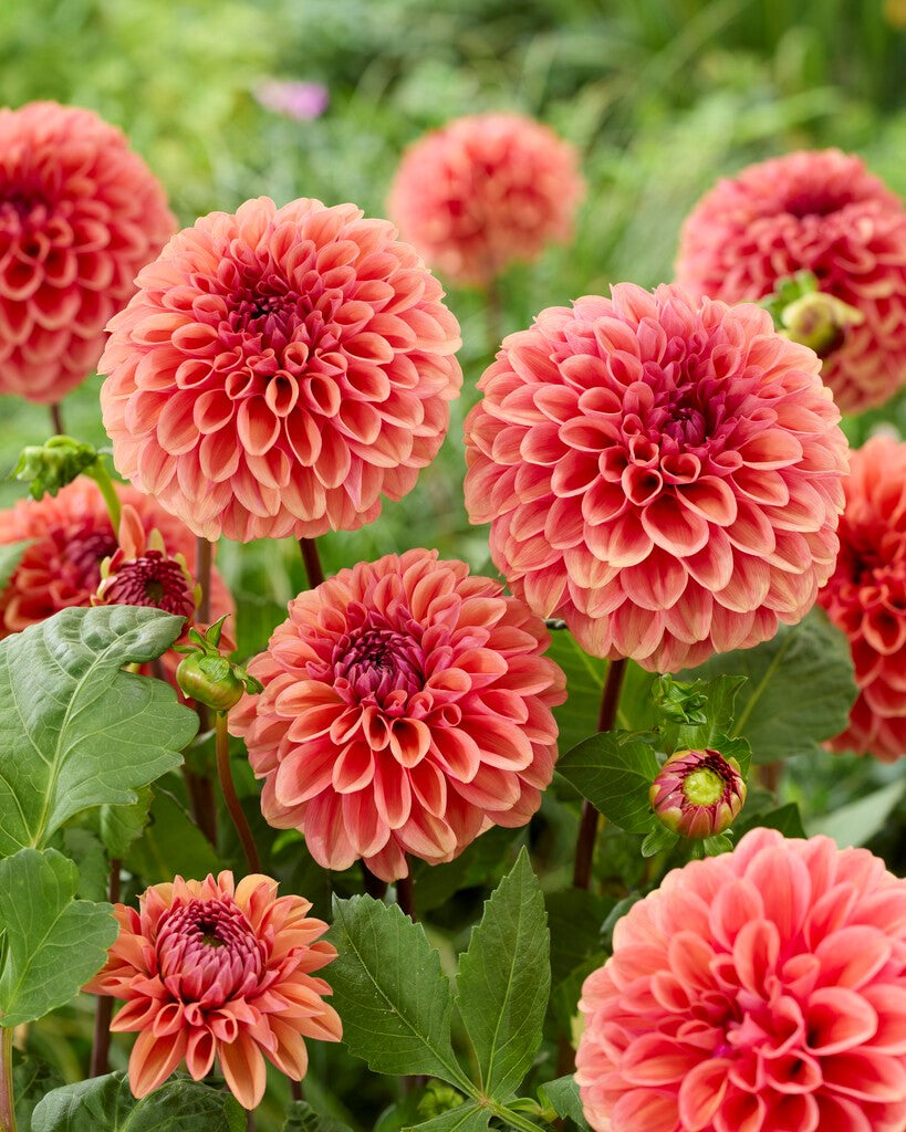 Dahlia Dalmuti Chief Marshal Dekorativ 1-pack NYHET